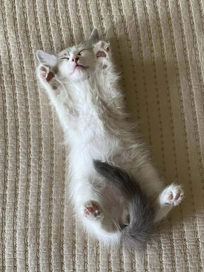 funnycats118_018 funnycats118_018