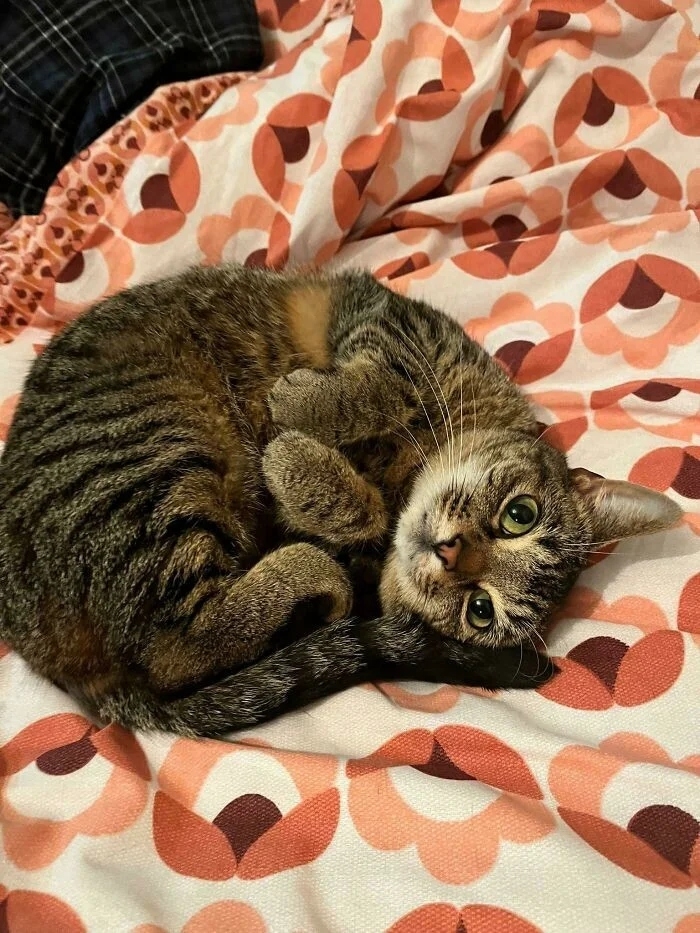 funnycats118_022