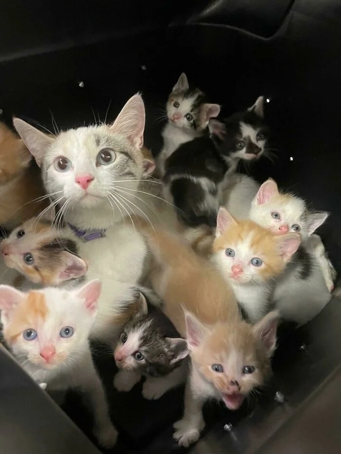 funnycats118_024 funnycats118_024