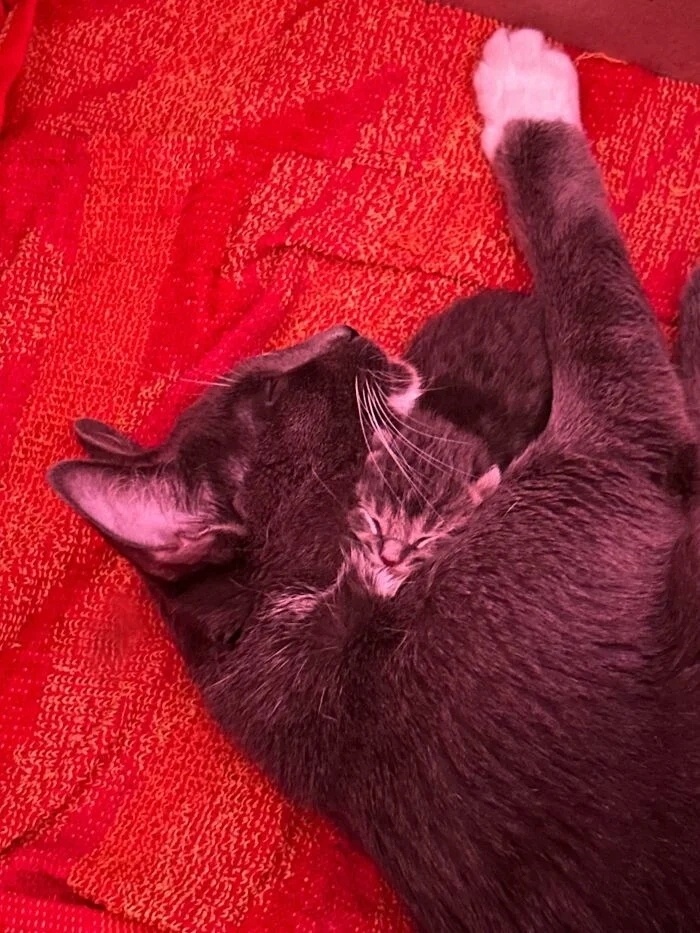 funnycats118_025
