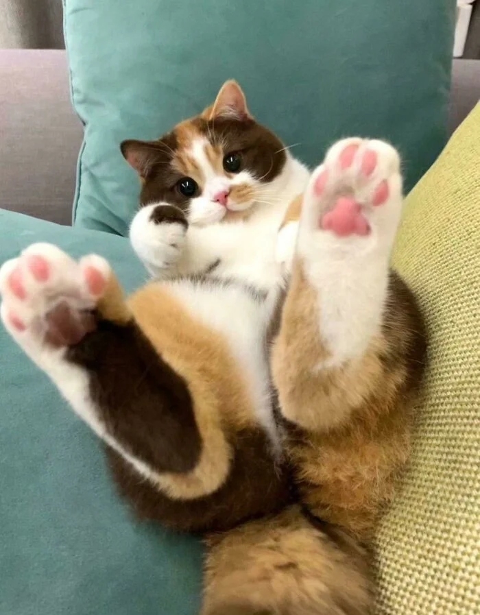 funnycats118_026 funnycats118_026