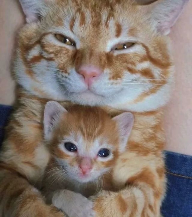 funnycats118_027 funnycats118_027