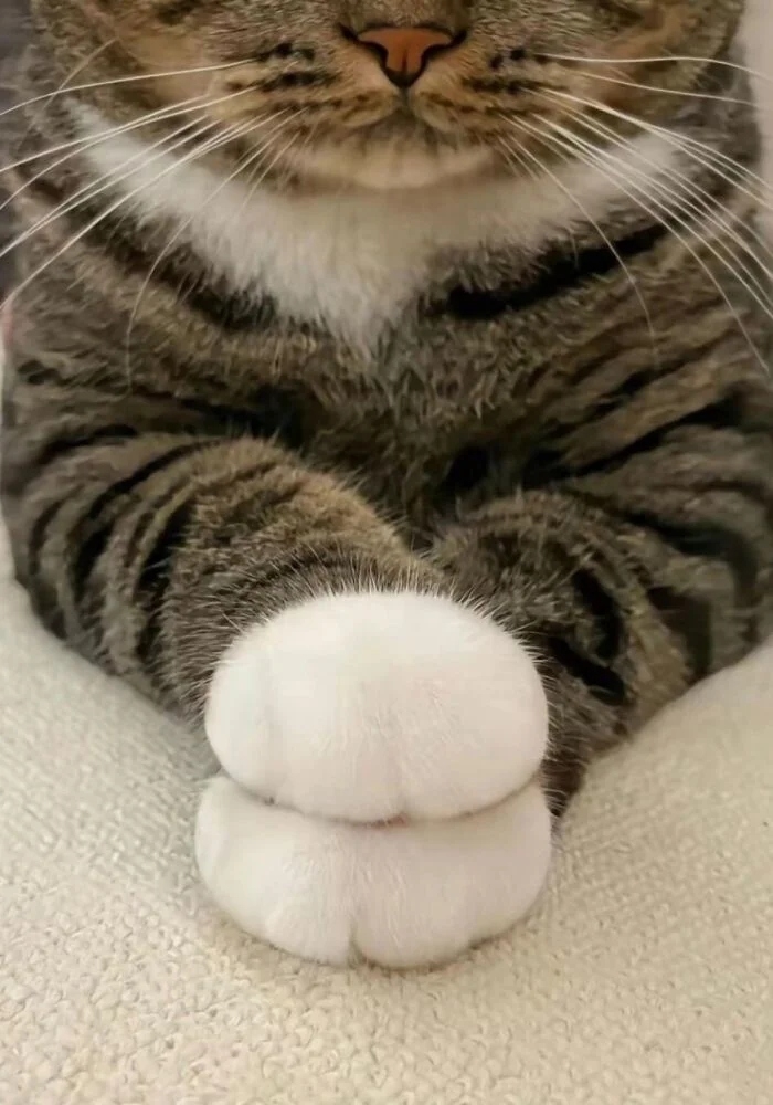 funnycats118_030 funnycats118_030
