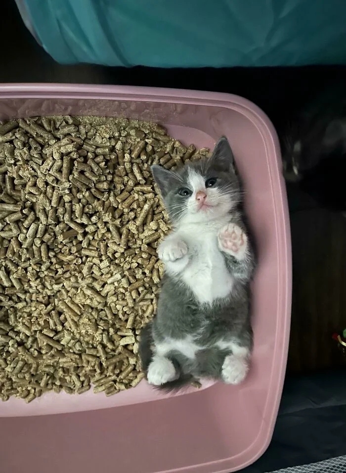 funnycats118_031 funnycats118_031