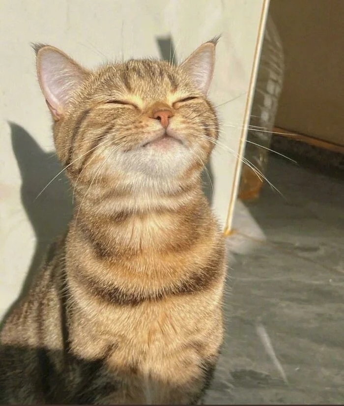 funnycats118_032 funnycats118_032