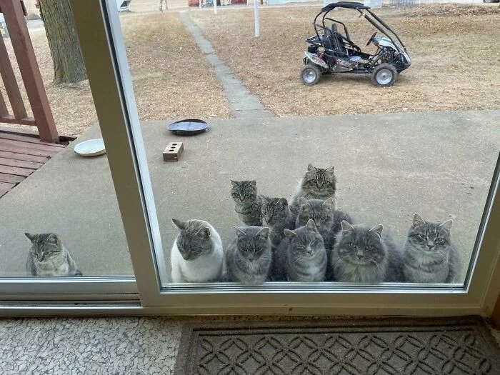 funnycats118_036