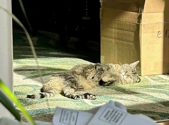 funnycats118_040