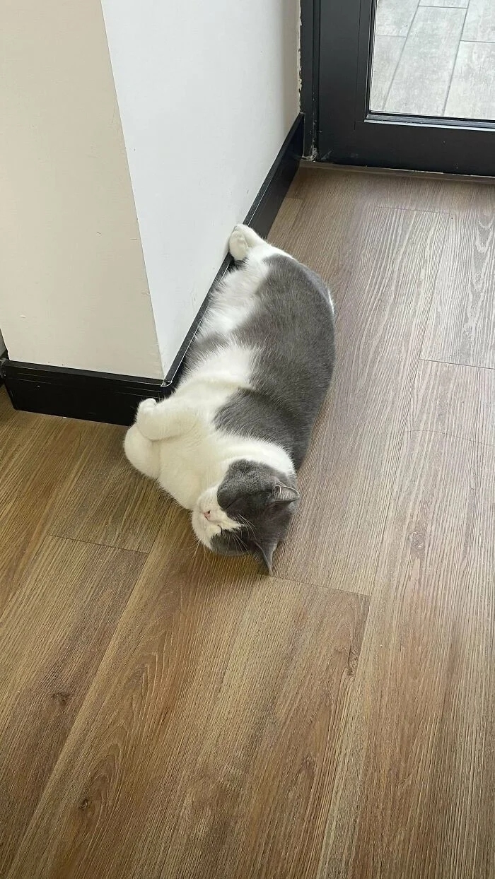 funnycats119_001