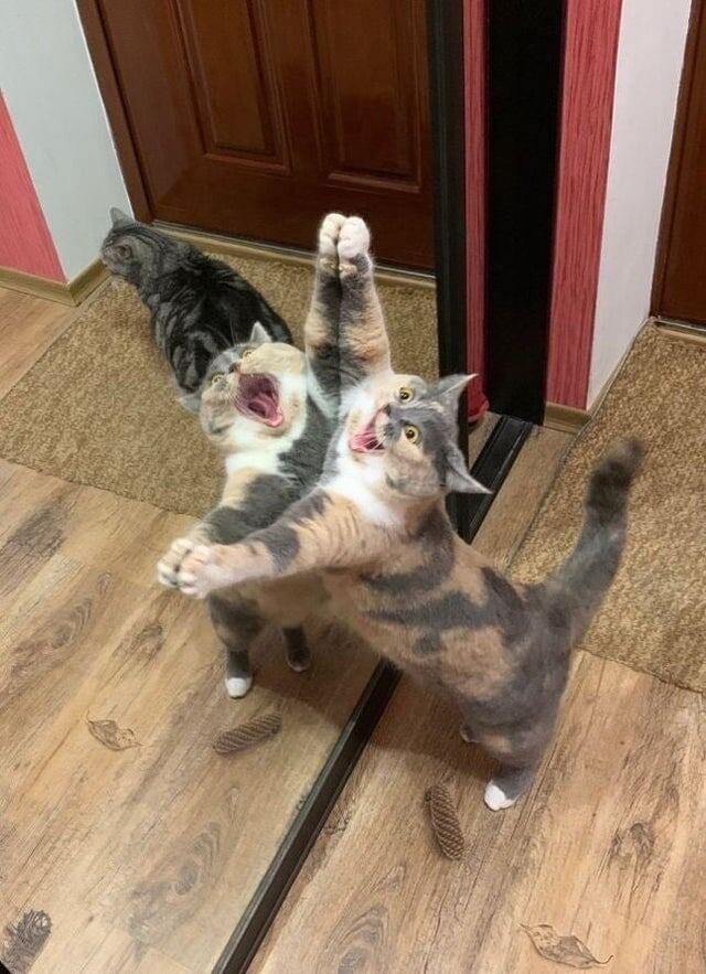 funnycats119_004