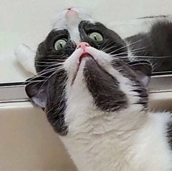 funnycats119_006