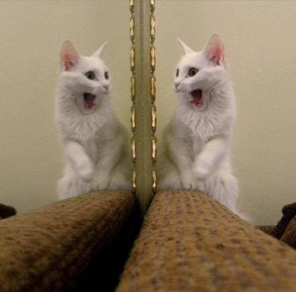 funnycats119_007