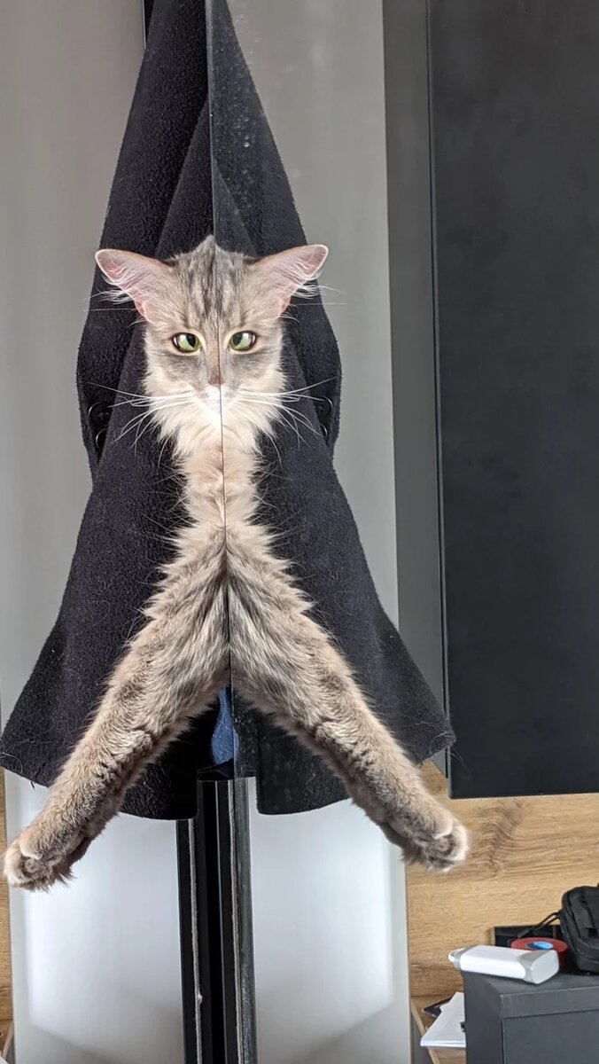 funnycats119_008