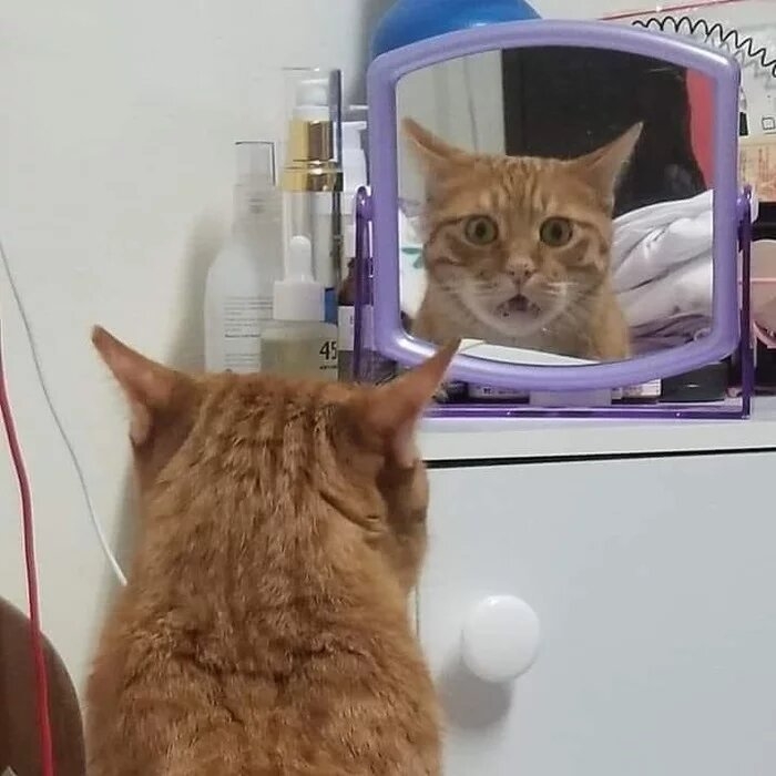 funnycats119_009