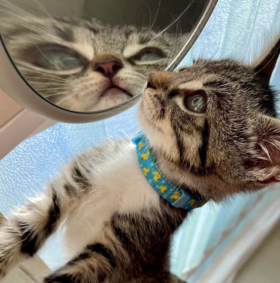 funnycats119_010