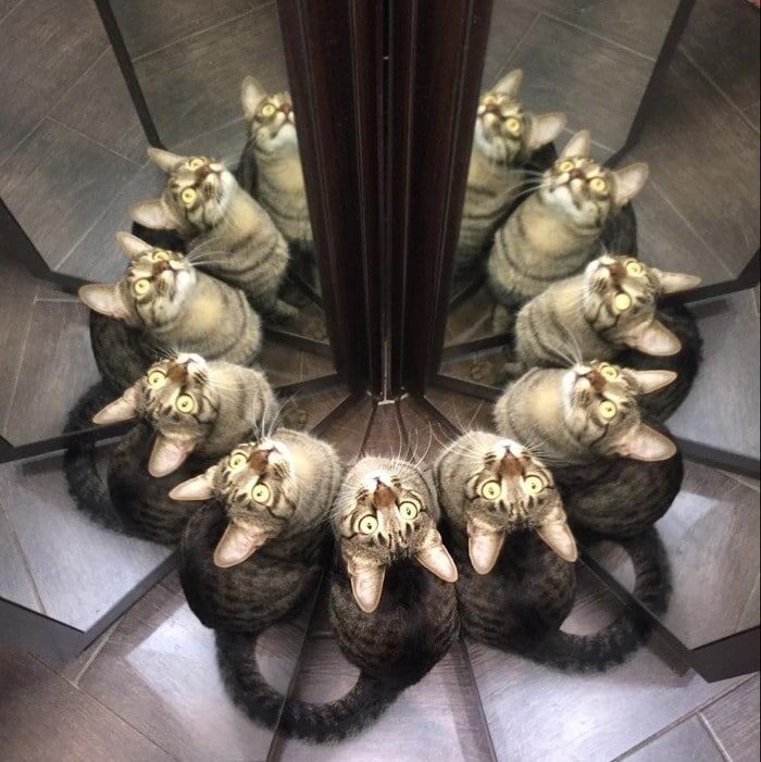 funnycats119_013