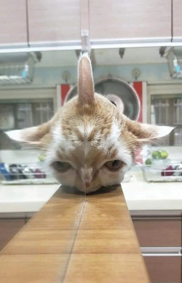 funnycats119_014