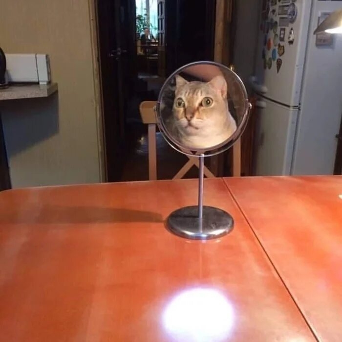 funnycats119_016