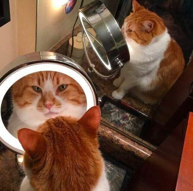 funnycats119_017
