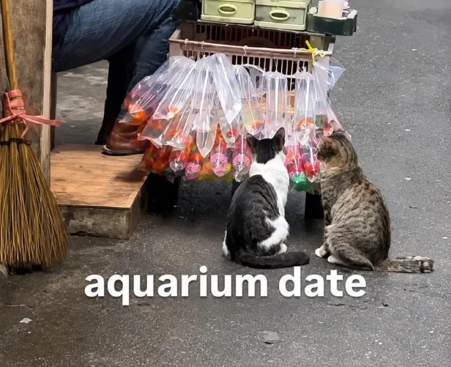 funnycats119_018