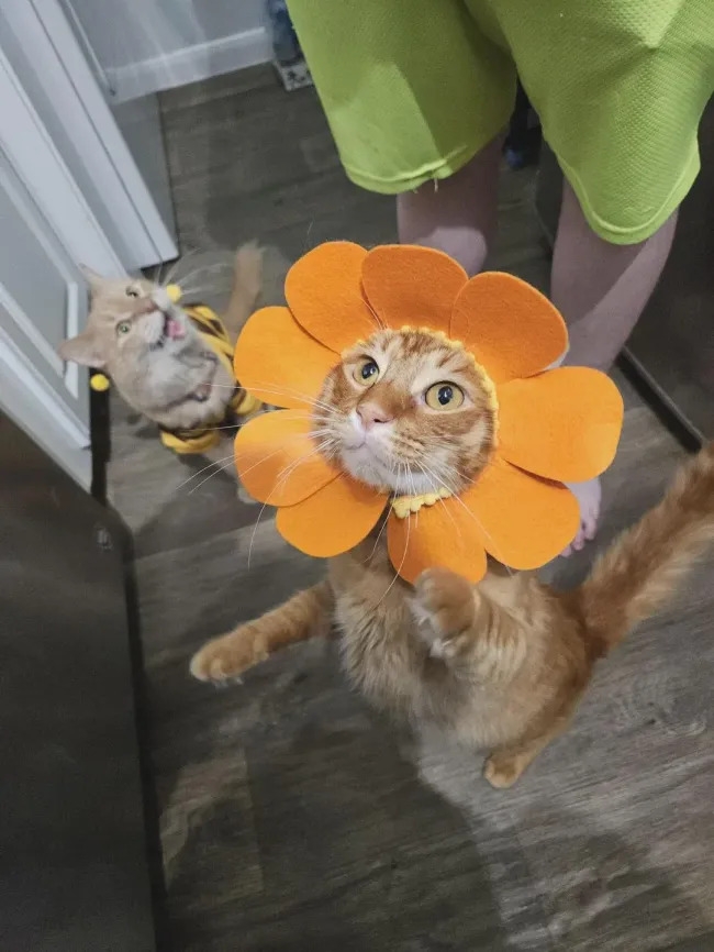 funnycats119_019