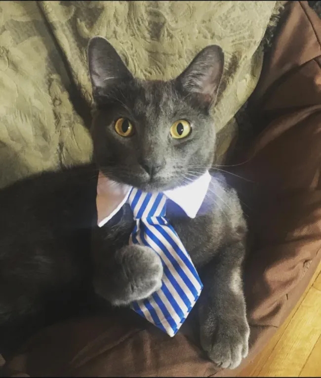 funnycats119_020