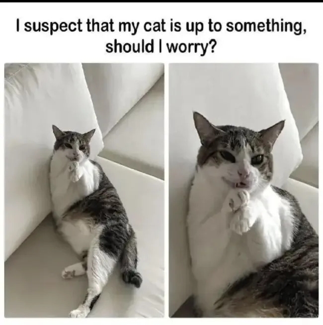 funnycats119_022