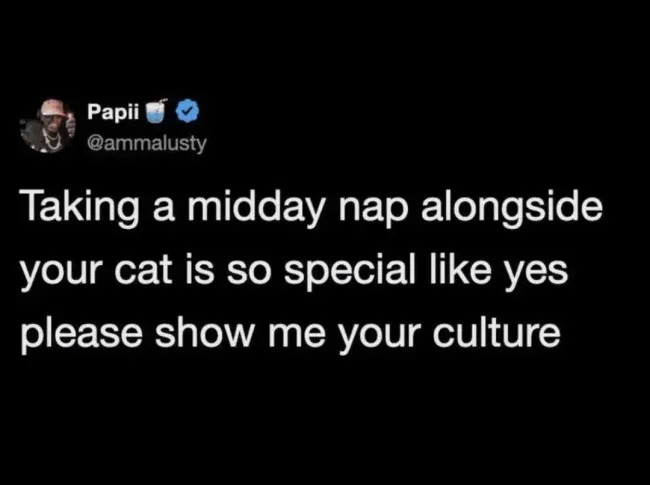 funnycats119_023