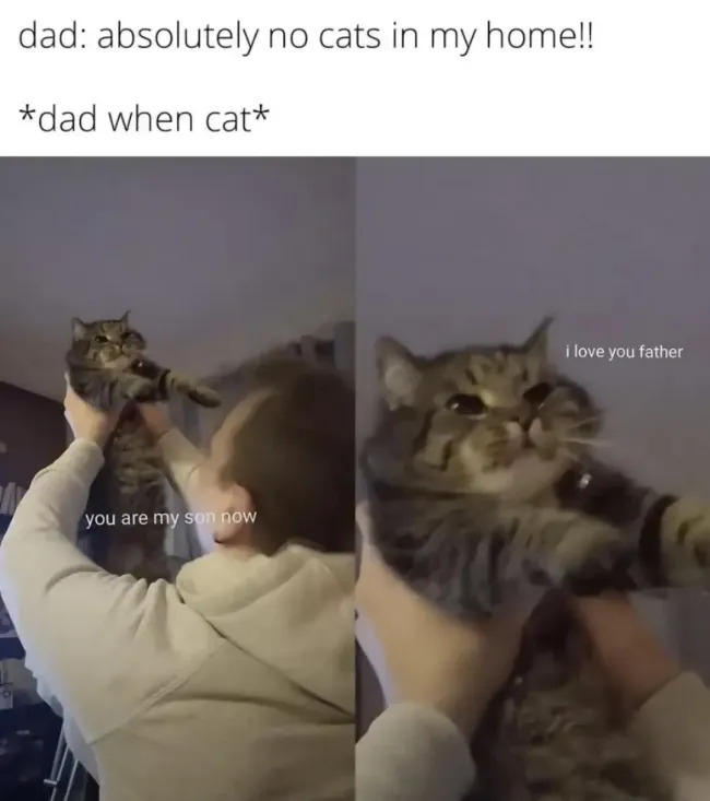 funnycats119_024
