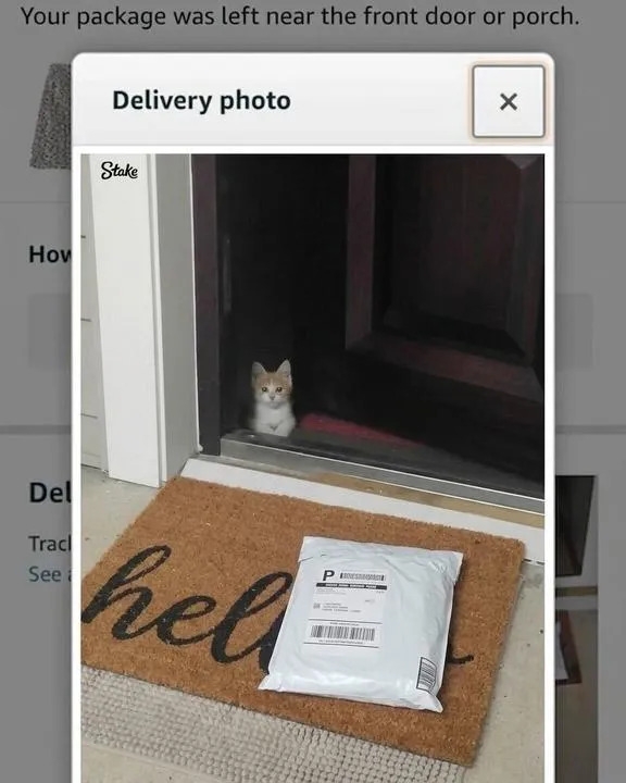 funnycats119_026
