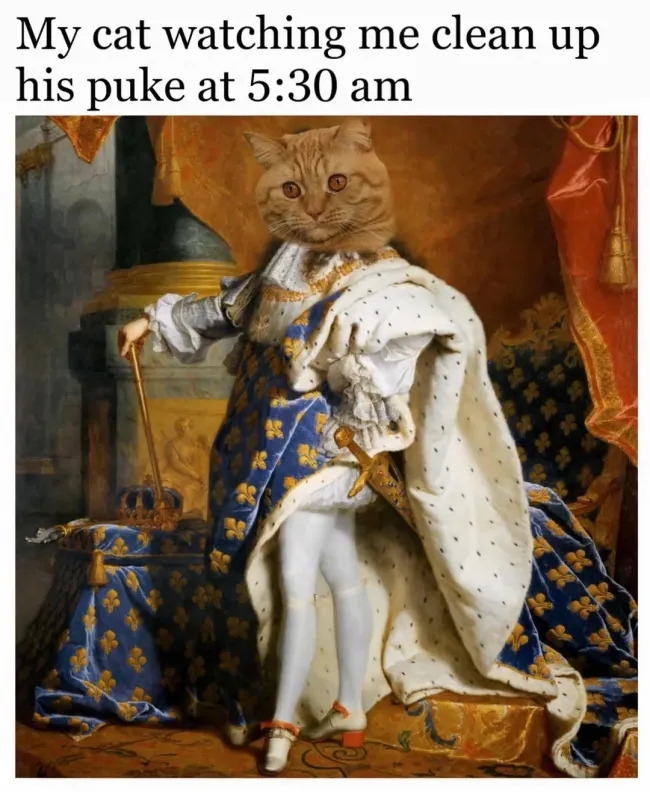 funnycats119_027