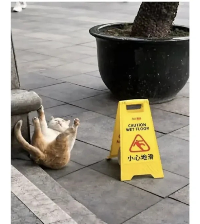 funnycats119_028