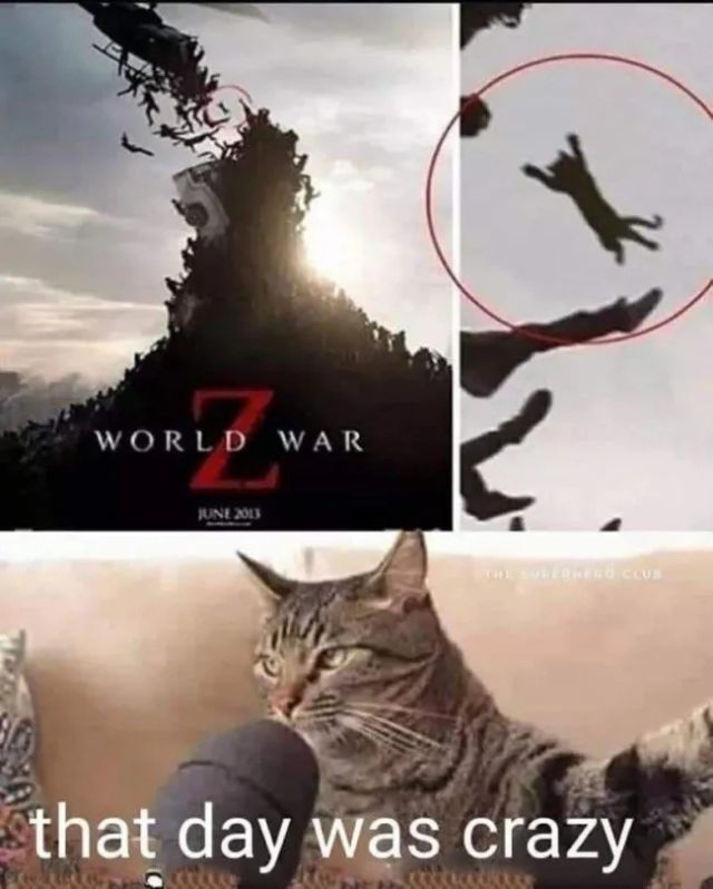 funnycats119_029