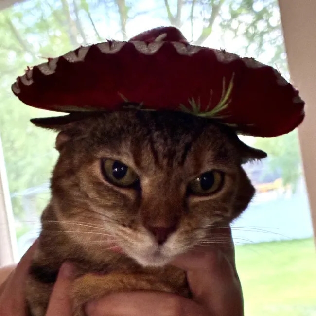 funnycats119_032
