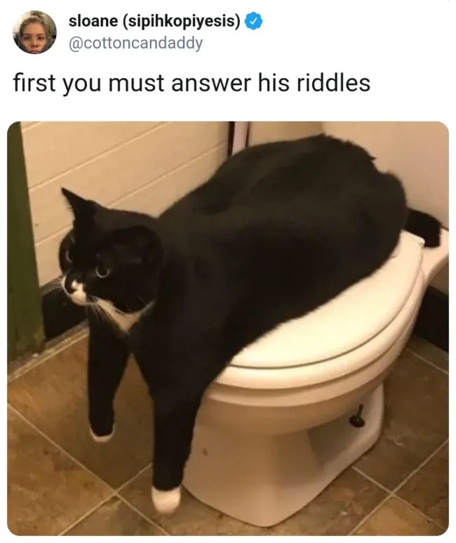 funnycats119_033