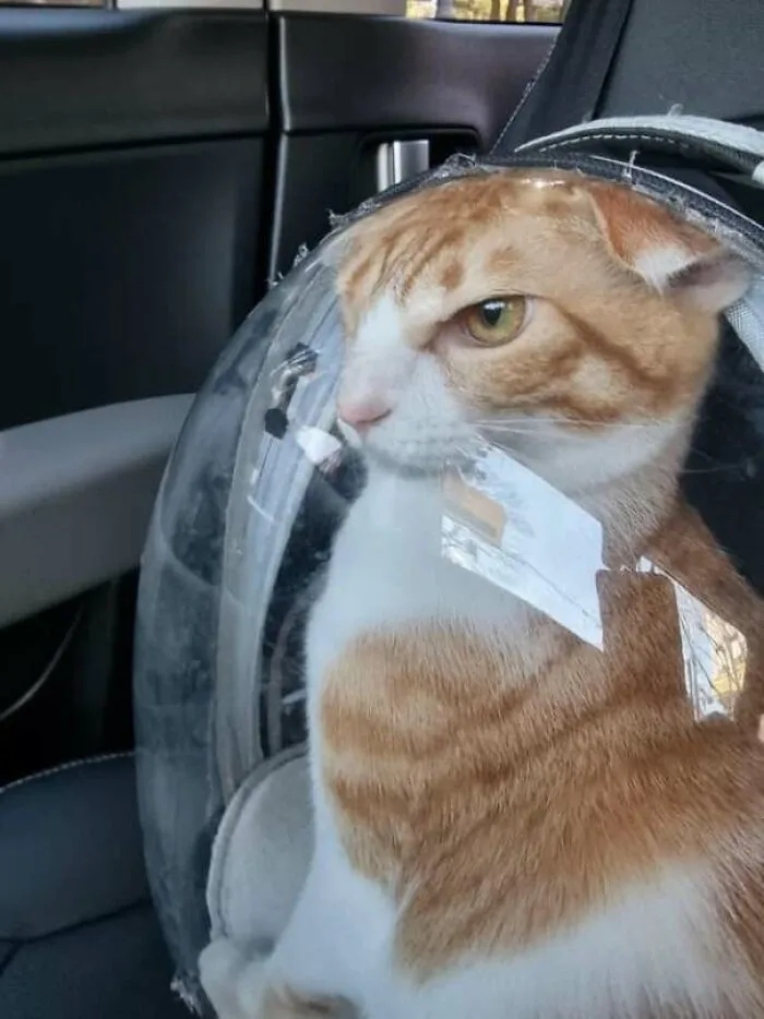funnycats119_035