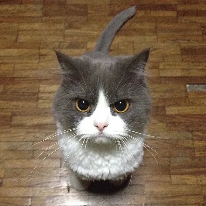 funnycats119_037