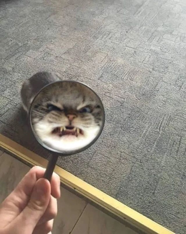 funnycats119_038