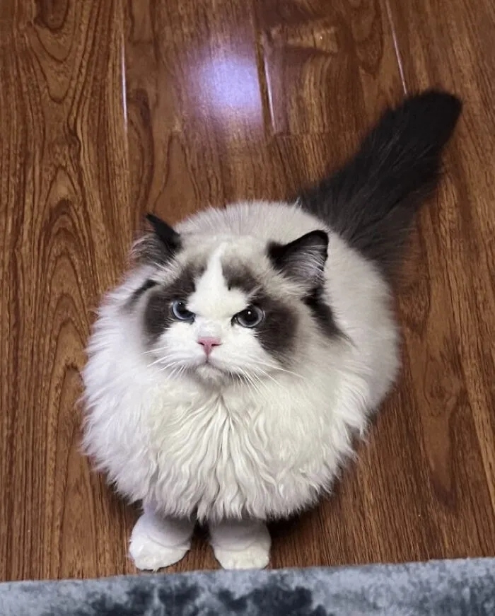 funnycats119_040