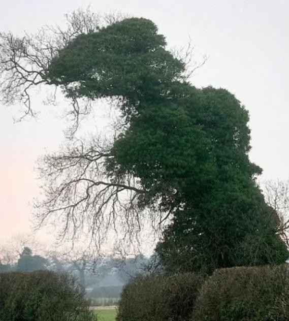 opticalillusions26_022