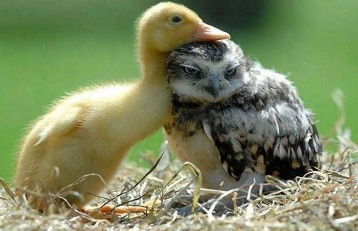 smoothiebowls2_016