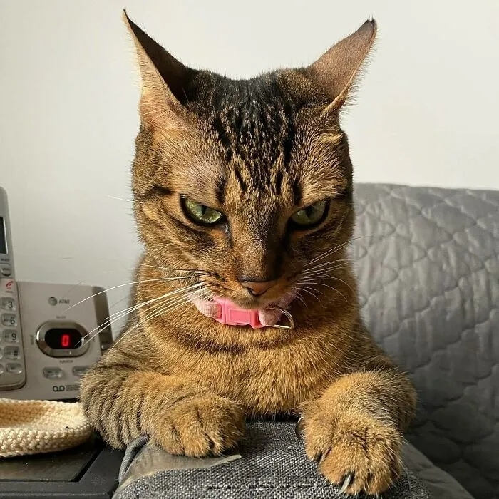 funnycats120_002