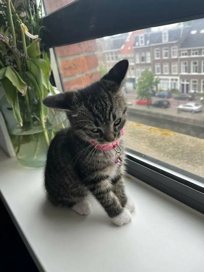 funnycats120_004