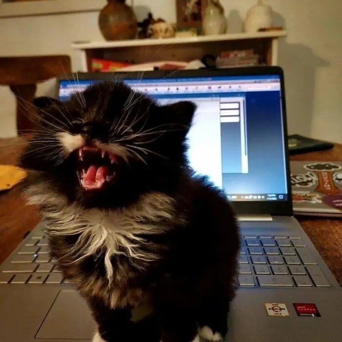 funnycats120_005