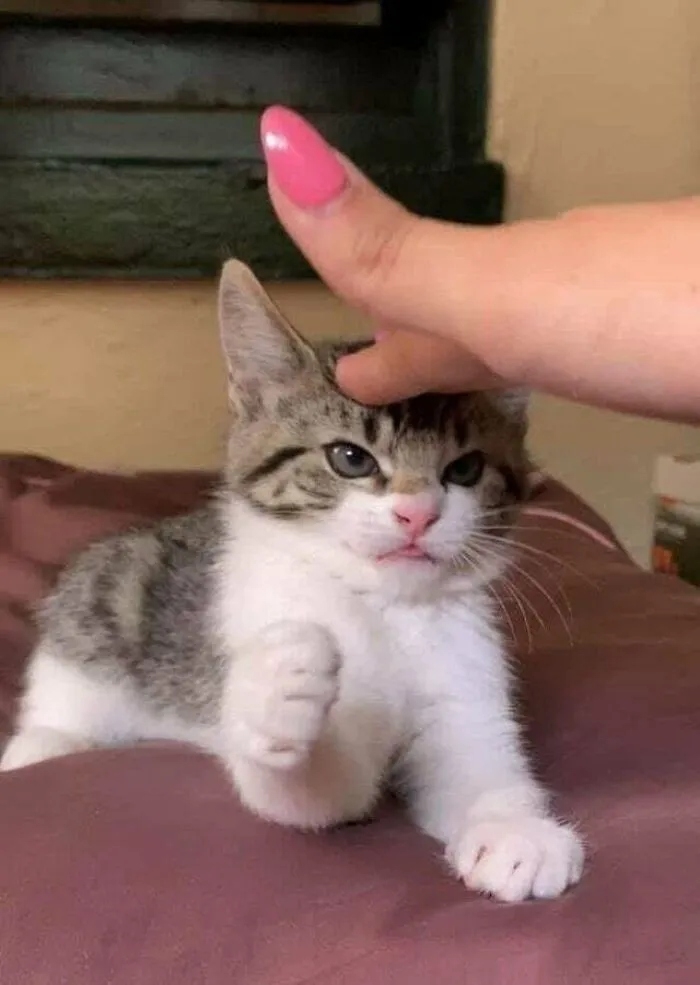 funnycats120_006
