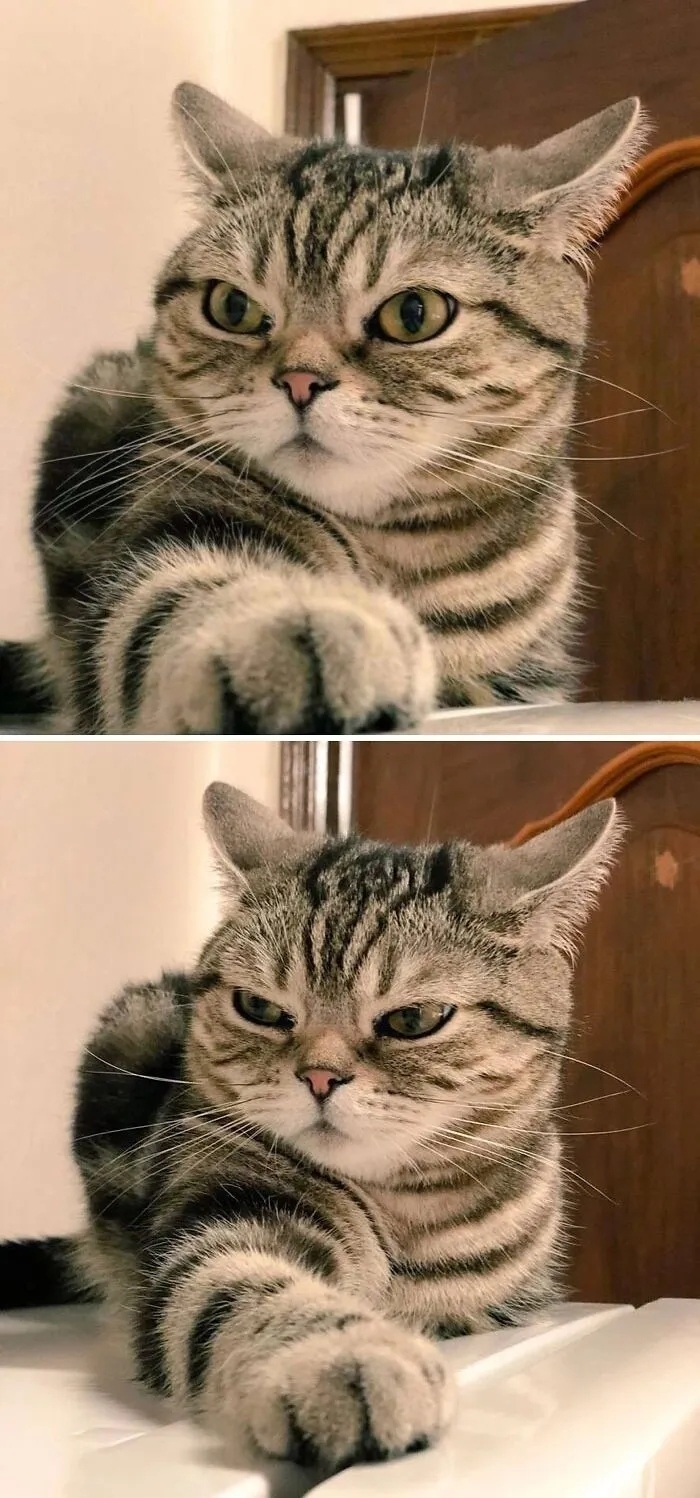 funnycats120_007