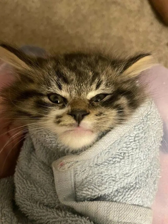 funnycats120_008