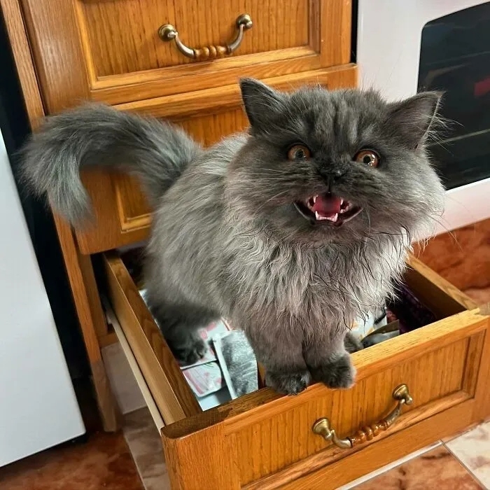 funnycats120_009