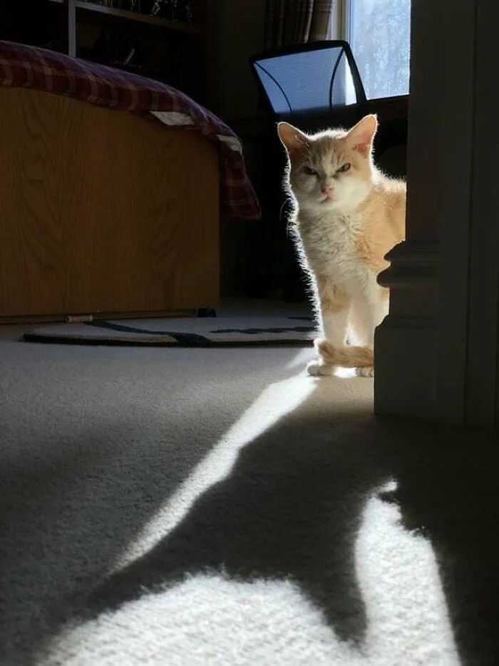 funnycats120_010