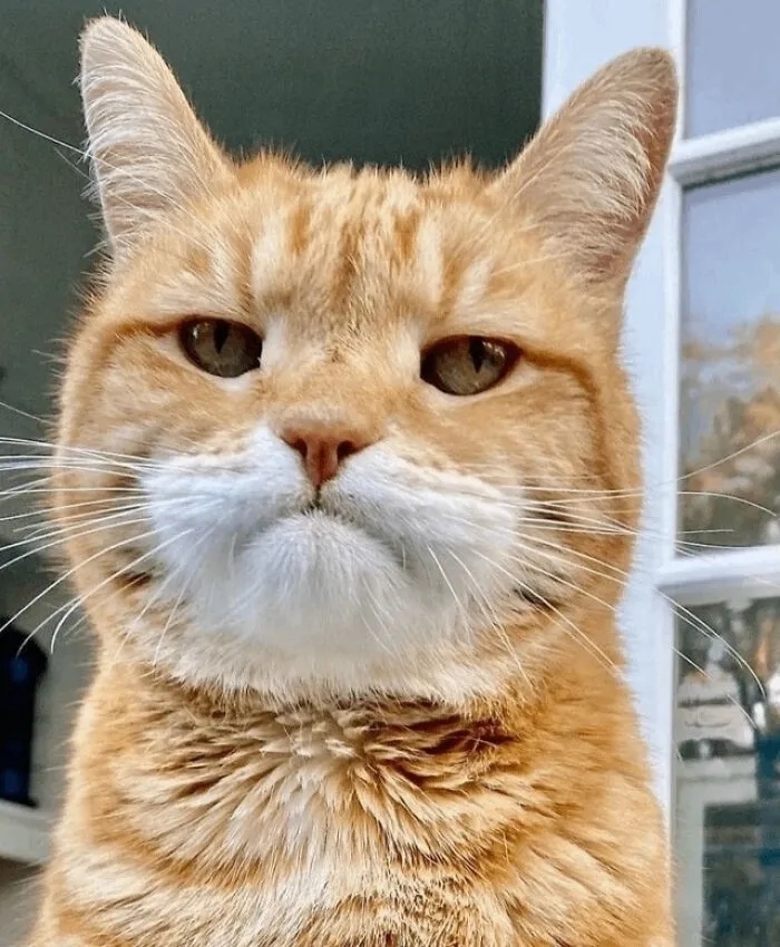 funnycats120_012
