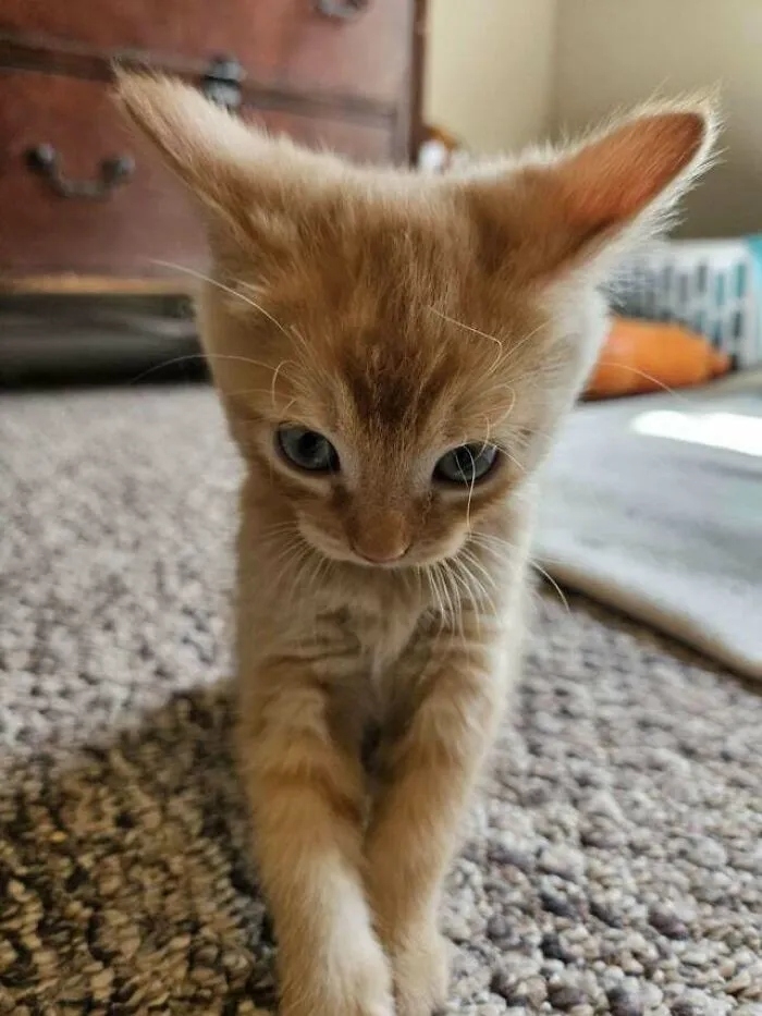 funnycats120_013